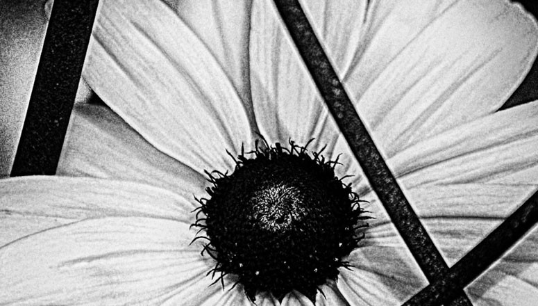 flower-black-white