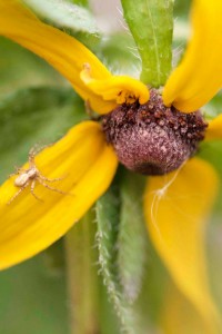 Tiny Brown-Eyed Susan With Spider Broach