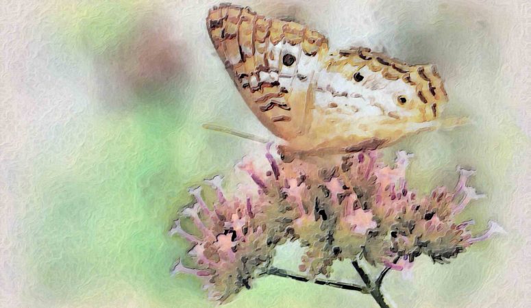 aging schmaging butterfly
