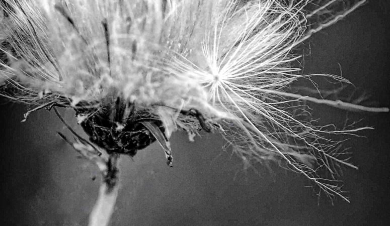 The French Word For Dandelion?  Pissenlit, or, Pee The Bed