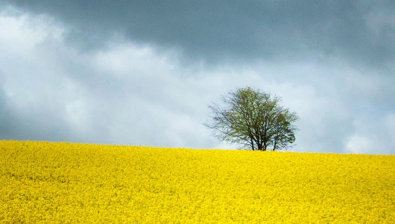 a-tree-in-the-rapeseed