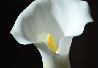 classy calla flower
