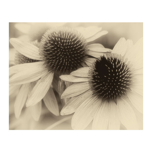 Haunted By Coneflowers