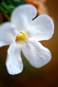 November White Flower