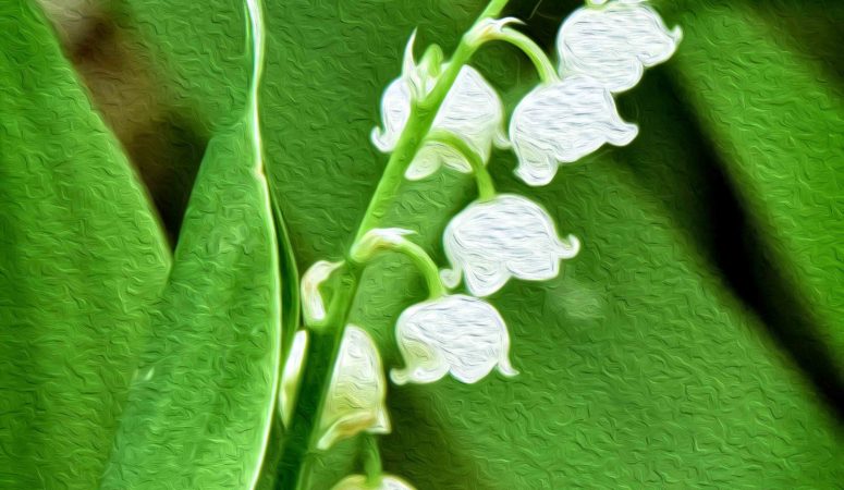 Heaven Scent: The Lily of the Valley Mystery