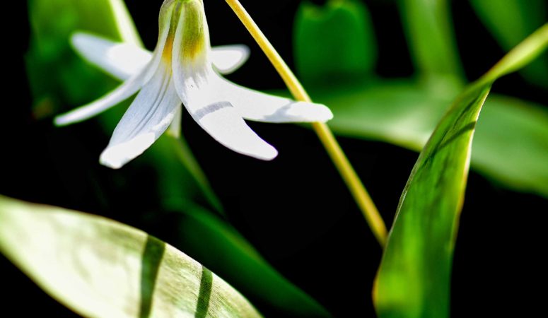Trout Lilies And Other Spring Delights