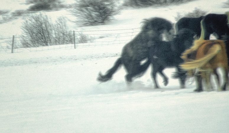 Aginschmaging Icelandic horses at play